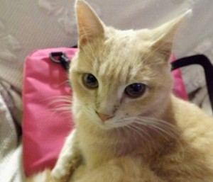 Hotel che accetta animali a Milano