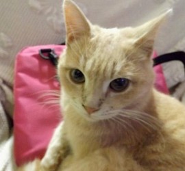 Hotel che accetta animali a Milano